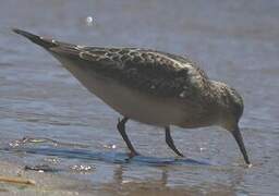 Baird's Sandpiper