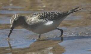 Baird's Sandpiper