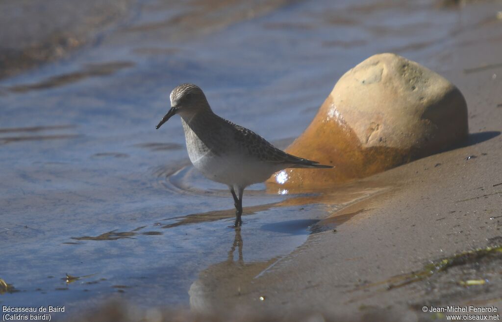 Baird's Sandpiper