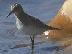 Baird's Sandpiper