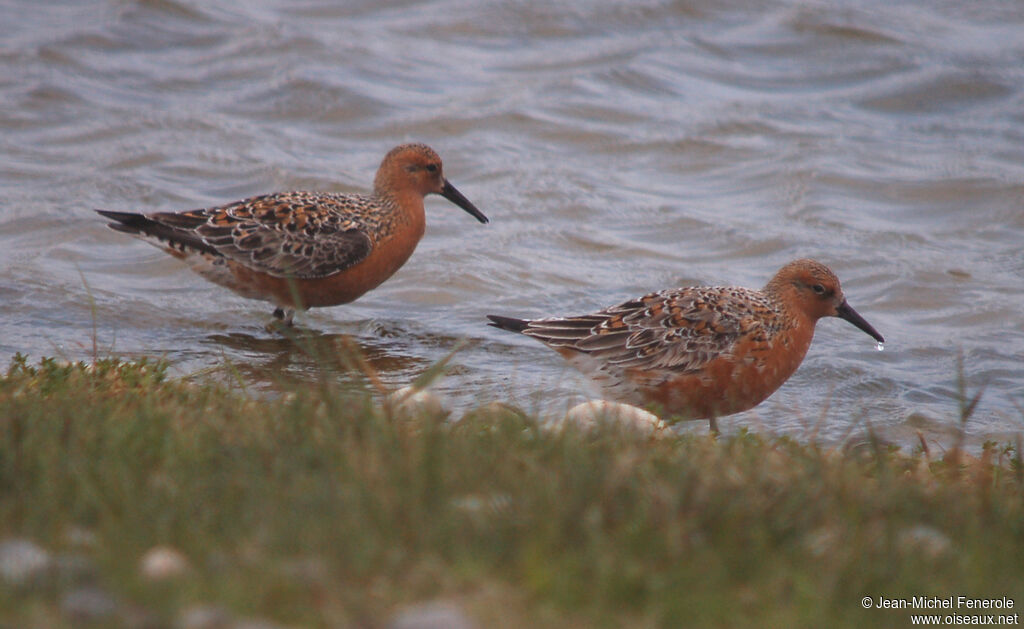 Red Knot