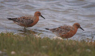 Red Knot