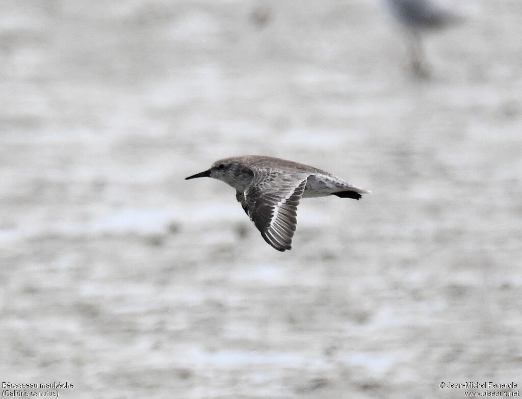 Red Knot