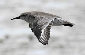 Red Knot