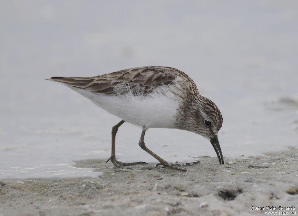 Least Sandpiper