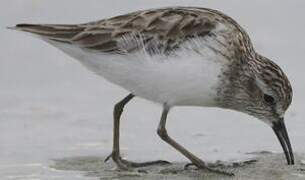 Least Sandpiper