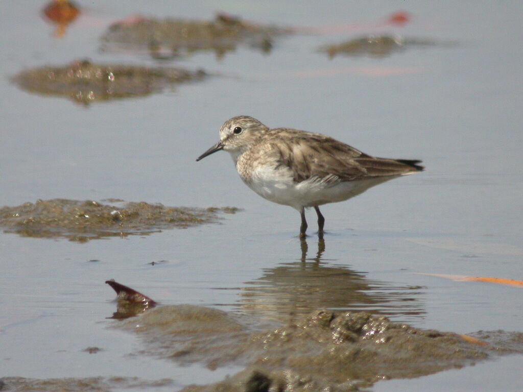 Least Sandpiper