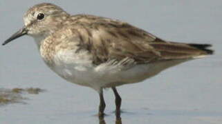 Least Sandpiper