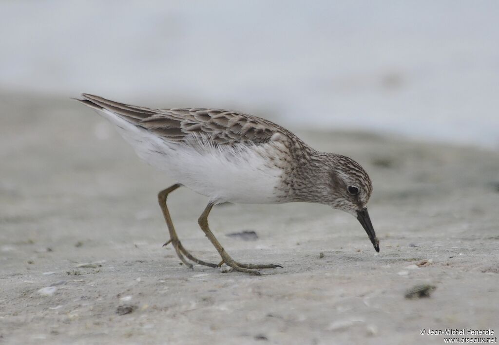 Least Sandpiper