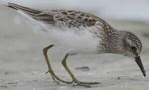 Least Sandpiper