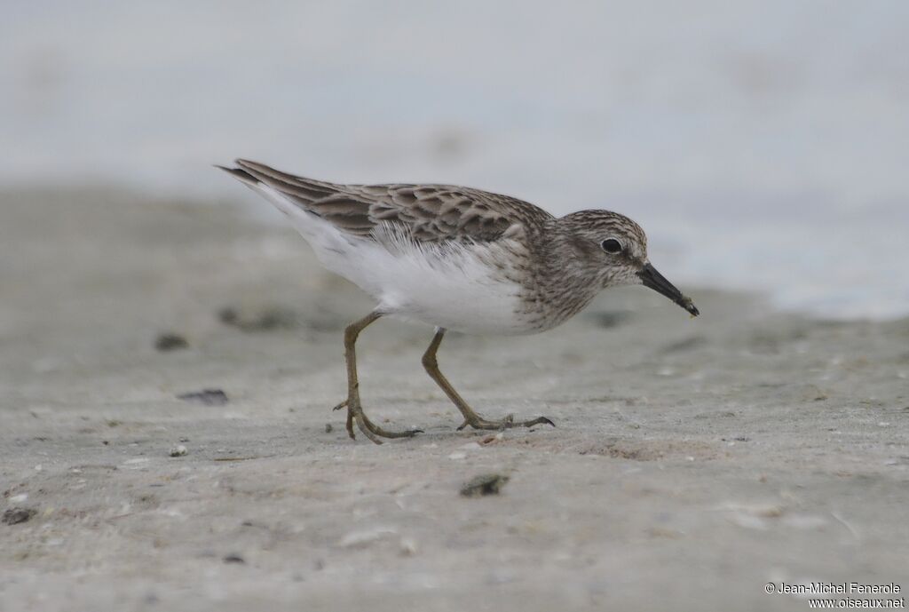 Least Sandpiper