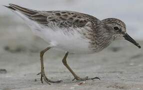 Least Sandpiper