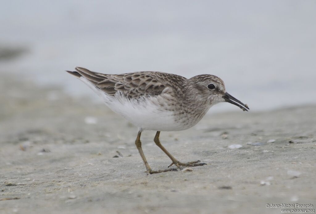 Least Sandpiper