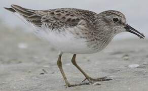 Least Sandpiper