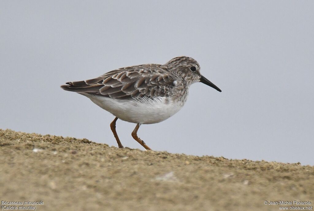 Least Sandpiper