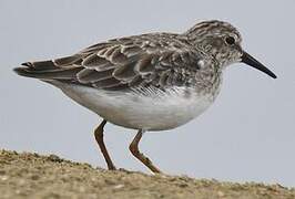 Least Sandpiper