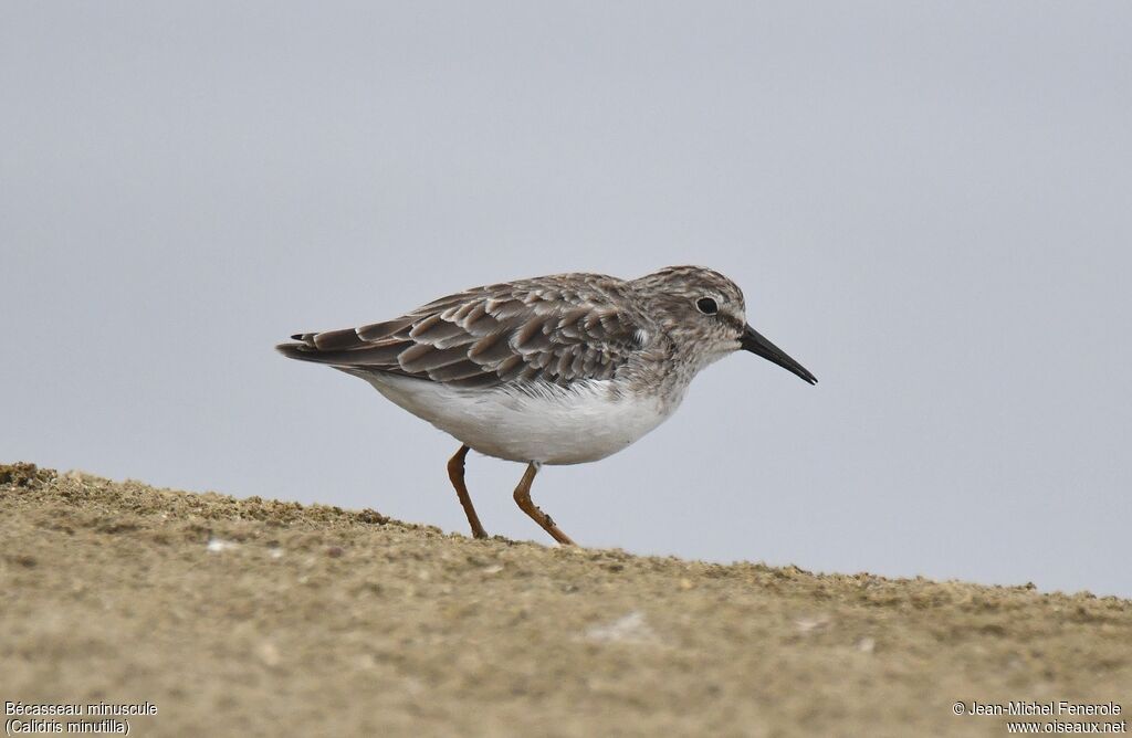 Least Sandpiper