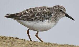 Least Sandpiper