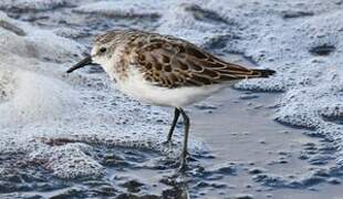 Little Stint