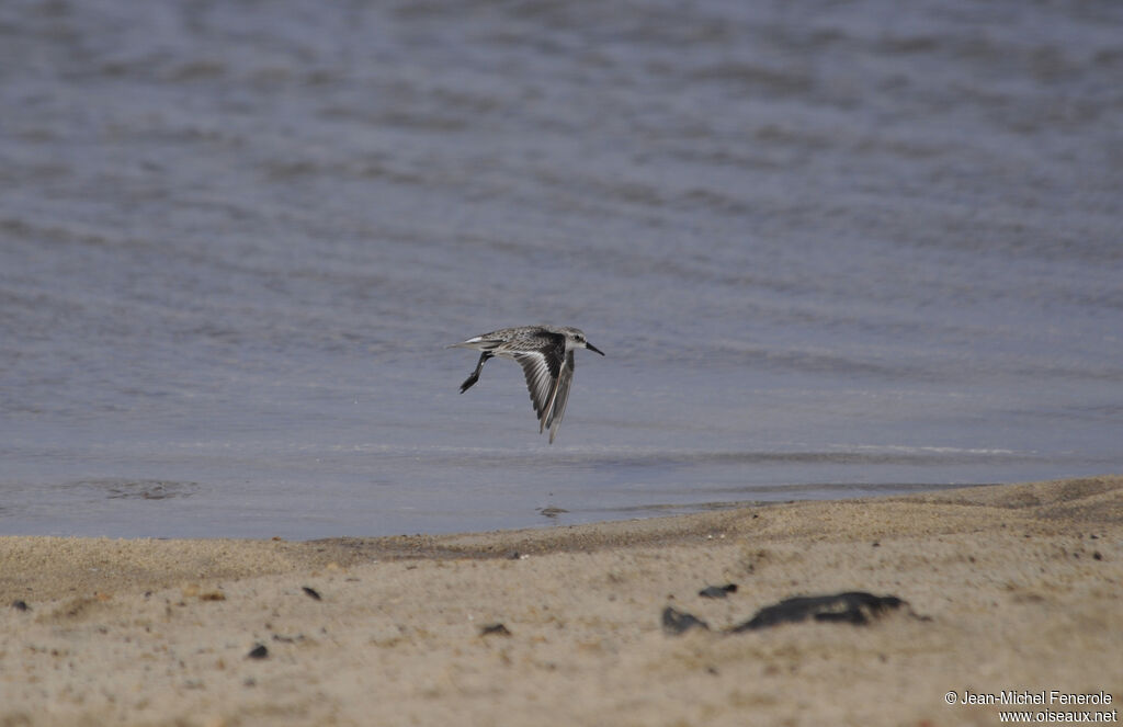 Little Stint