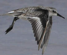 Little Stint