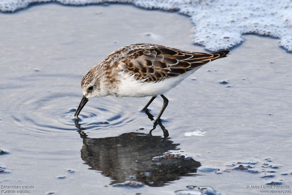 Little Stint