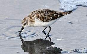 Little Stint