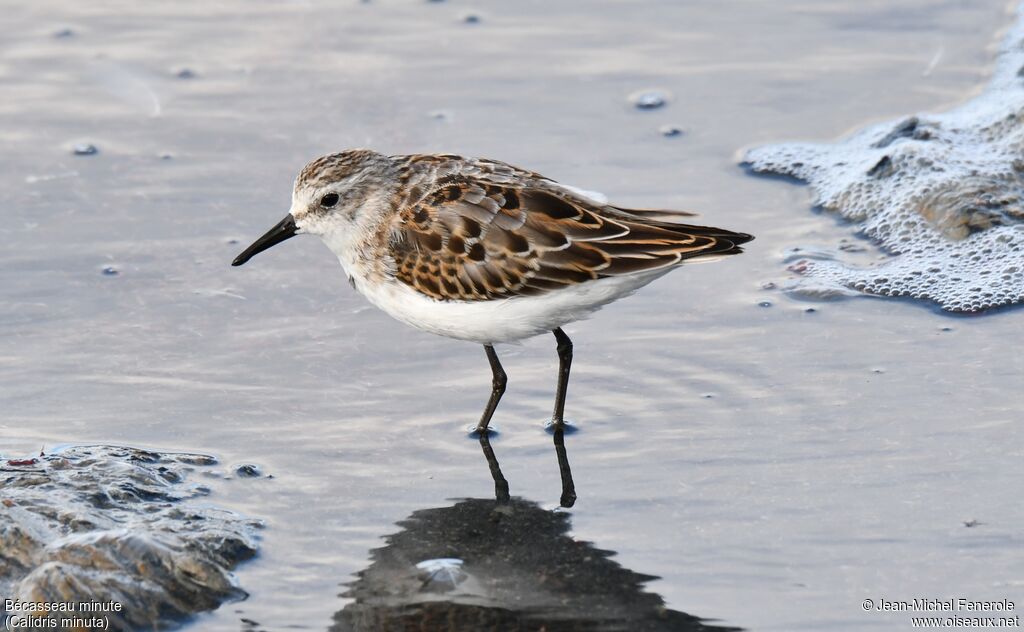 Little Stint