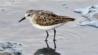 Little Stint