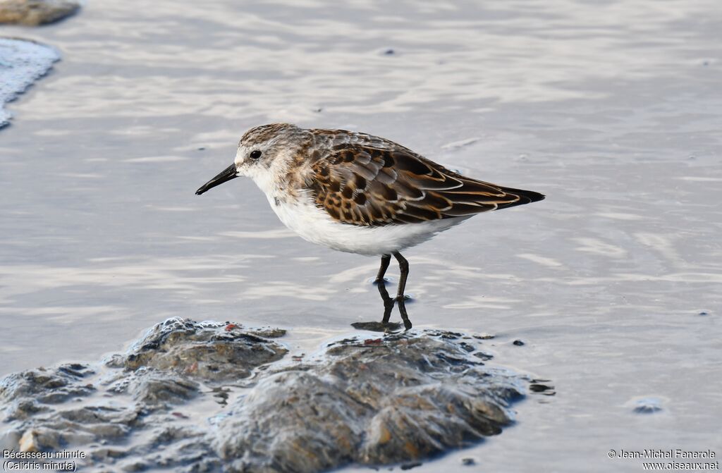 Little Stint