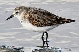 Little Stint