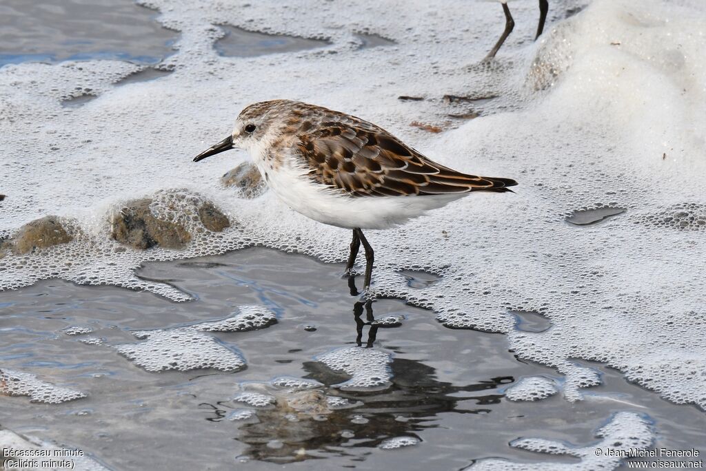 Little Stint