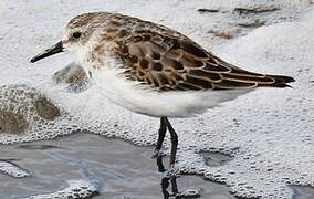 Little Stint