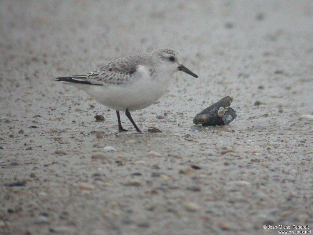 Bécasseau sanderling