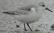 Bécasseau sanderling