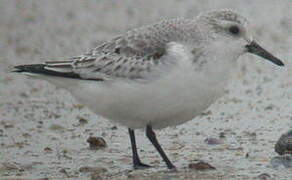 Sanderling