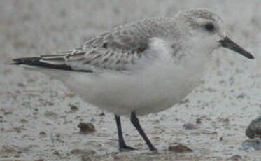 Bécasseau sanderling