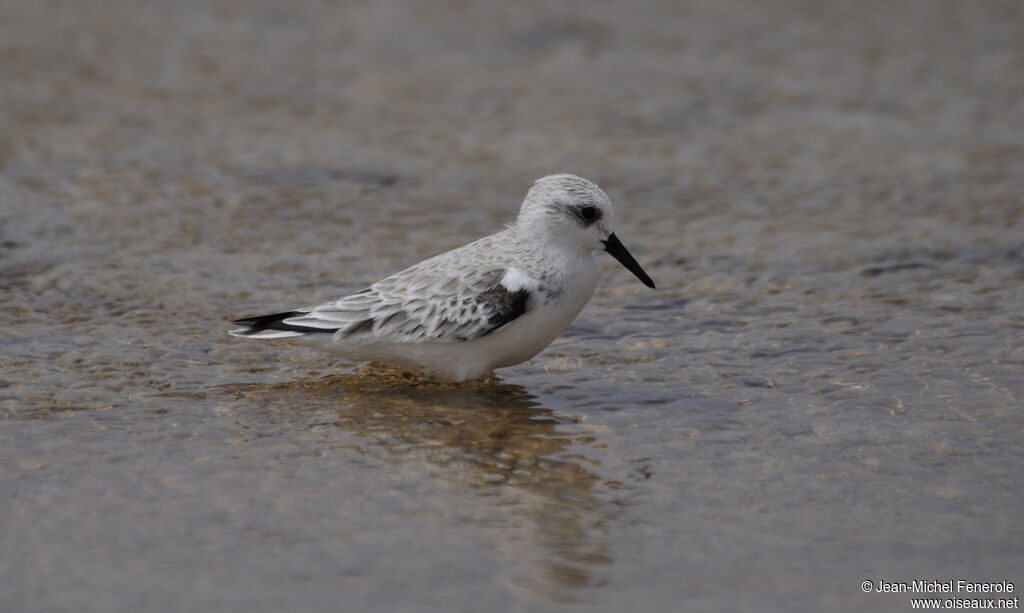 Bécasseau sanderling