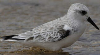 Bécasseau sanderling