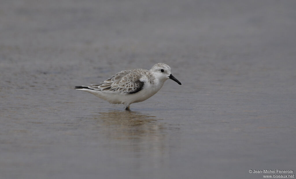 Bécasseau sanderling