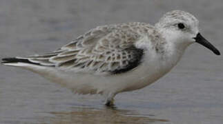 Sanderling