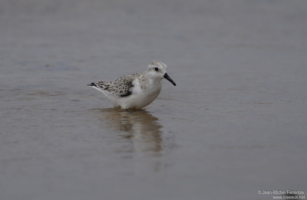 Bécasseau sanderling