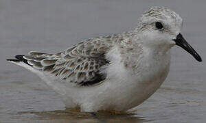 Bécasseau sanderling