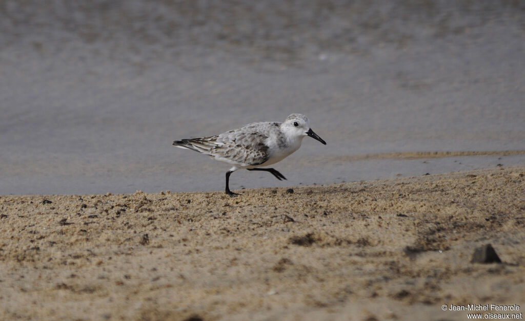 Bécasseau sanderling