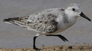 Sanderling