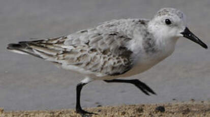 Bécasseau sanderling