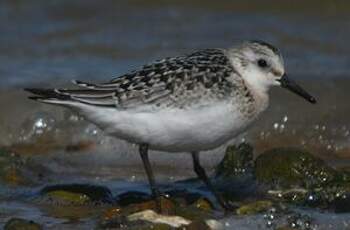 Bécasseau sanderling
