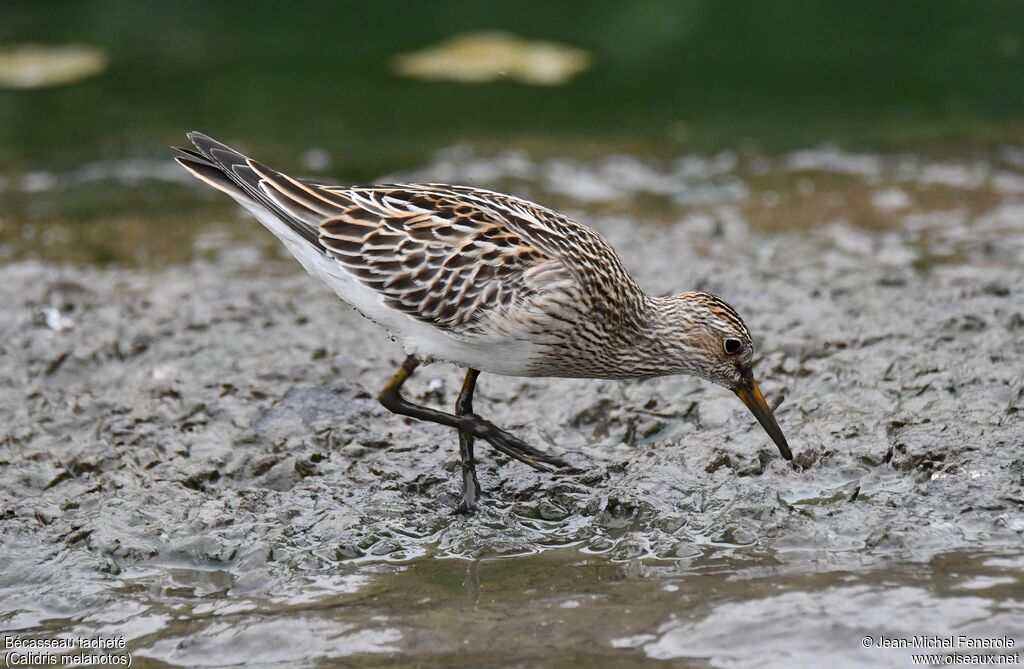 Pectoral Sandpiper