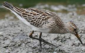 Pectoral Sandpiper