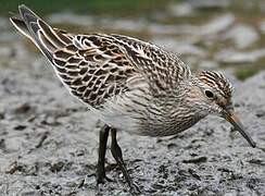 Pectoral Sandpiper